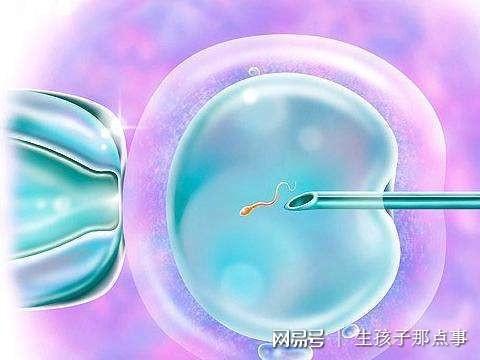 囊胚移植