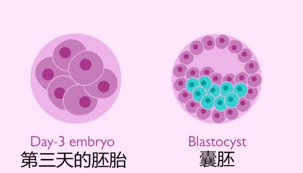 国内试管供卵