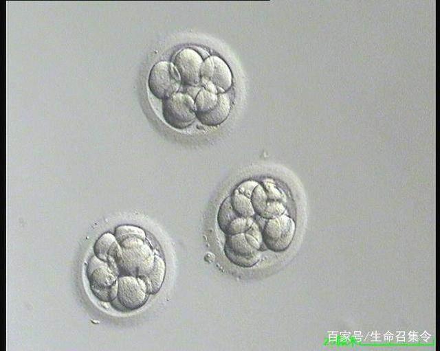 国内试管婴儿