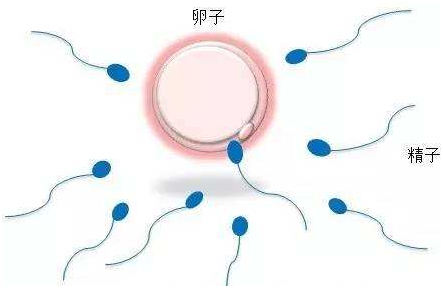 代孕