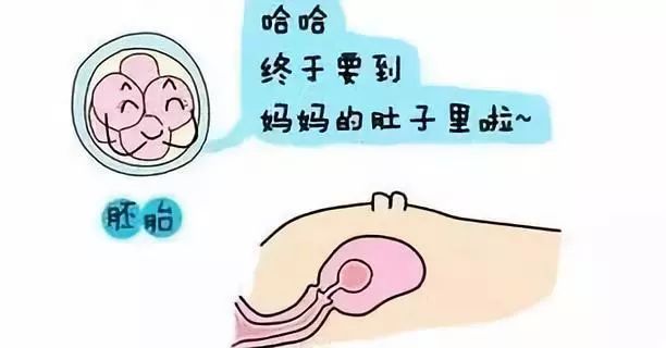 捐卵供卵