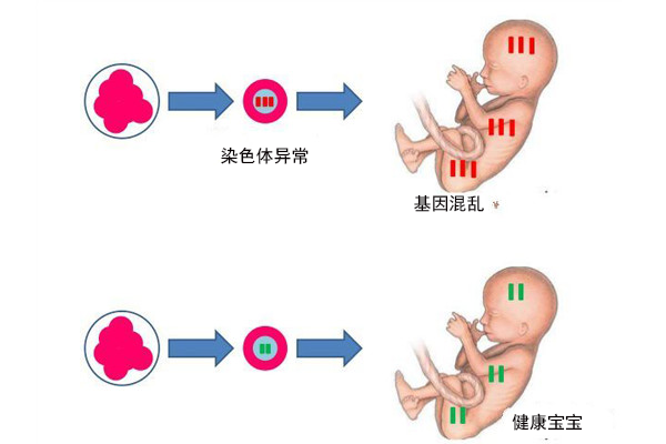 国内借卵供卵