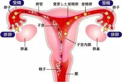 国内供卵